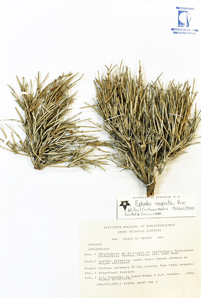 Ephedra compacta